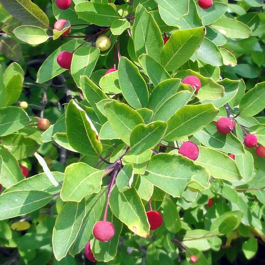Arboretum des Prés des Culands