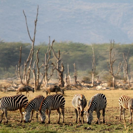 Parco nazionale del lago Manyara