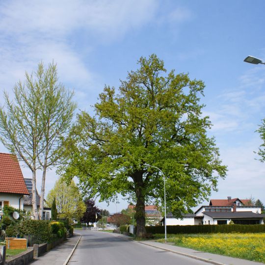Pedunculate oak natural monument