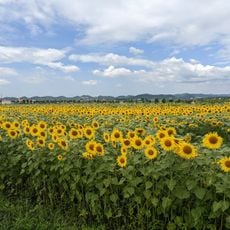 小野市立ひまわりの丘公園