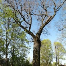 Klovainiai thick oak