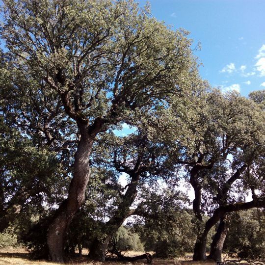 Encinar de Camparañón