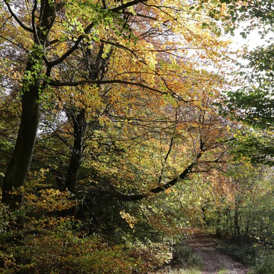 Bjersjöholms ädellövskog
