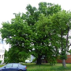 Naturdenkmal Stiel-Eiche Bärnsdorfer Straße Neustadt
