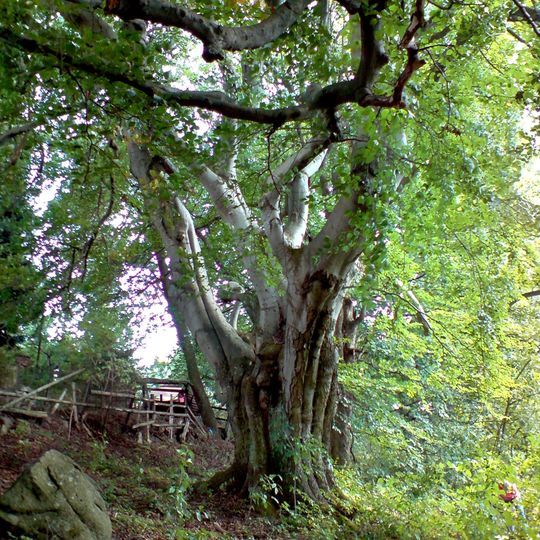 Buk lesní před zámkem v Kardašově Řečici