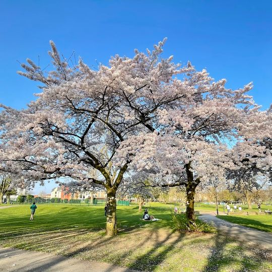 Ordsall Park