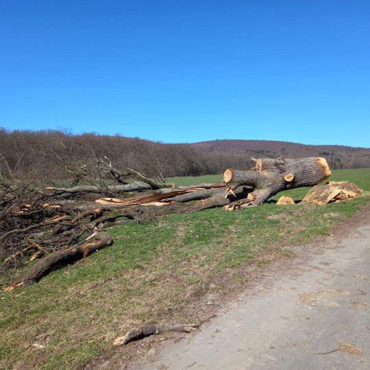 Stieleiche südwestlich Enste