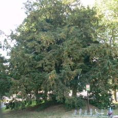 Tis za kulturním střediskem