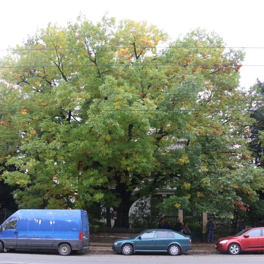 Dub červený JUDr. Jana Besedy