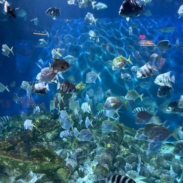 Dove vedere i migliori acquari negli Stati Uniti - i nostri preferiti dalla Georgia a Chicago