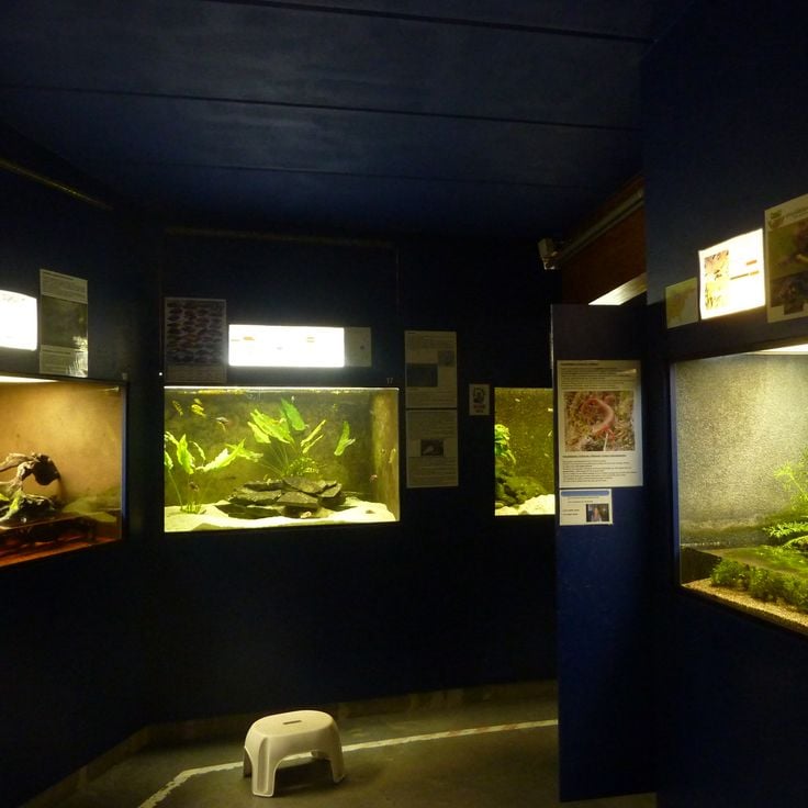 Aquarium of Brussels