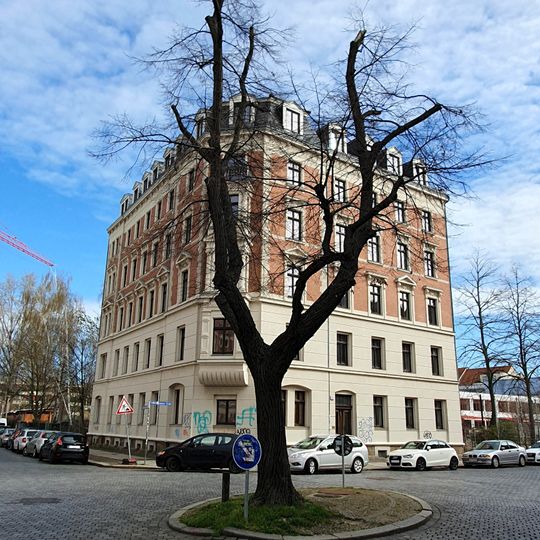 Tilia cordata, Theodor-Neubauer-/Borsdorfer Straße Leipzig