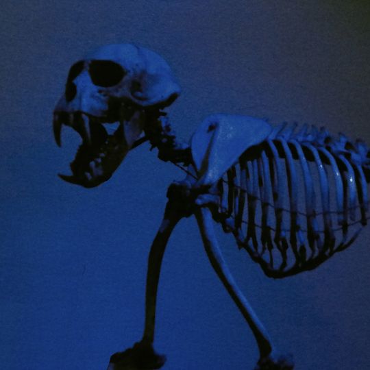 Alfredo Dugès Museum