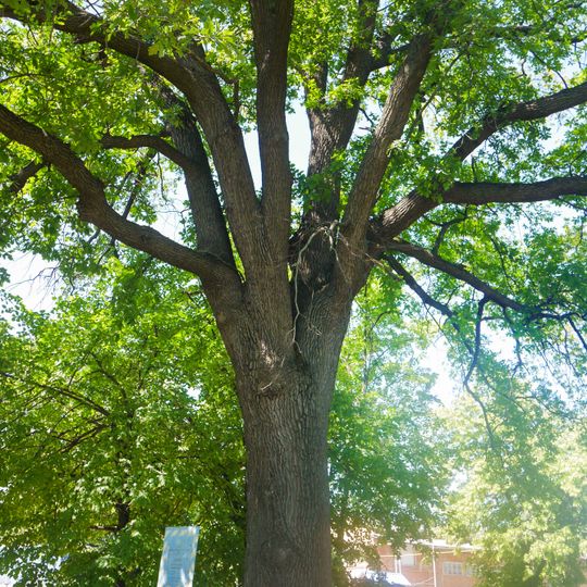 Oak furniture plant health