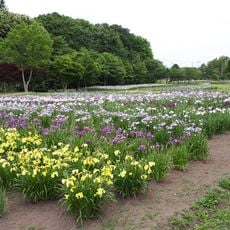 あやめ公園