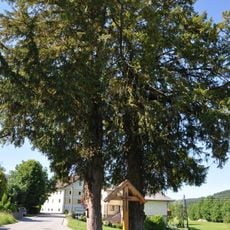 Zwei Eiben bei Großweiffendorf