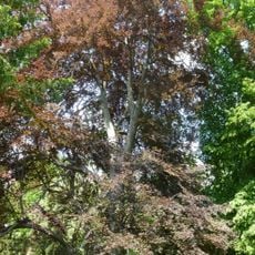 Blut-Buche Wallotstraße 17a