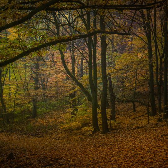 Naturschutzgebiet Weihersberg bei Kiedrich