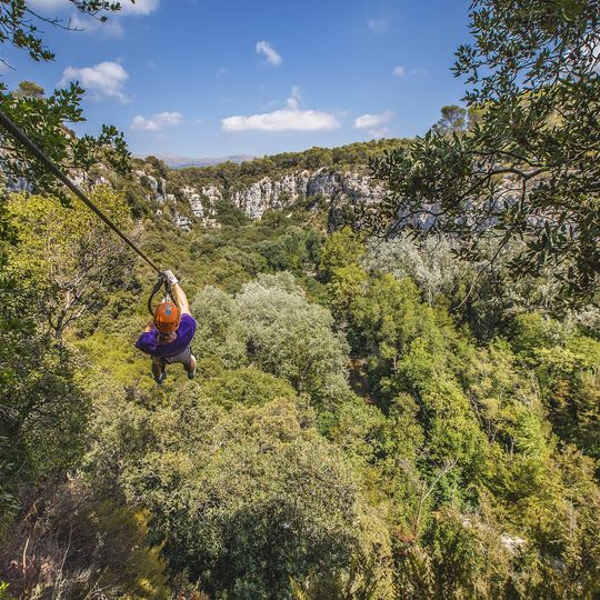 Canyon Forest