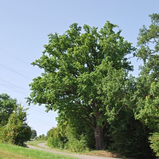 1 Stieleiche "Betteleiche"