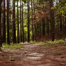 Tuskegee National Forest