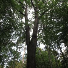 Dub v Masarykově háji