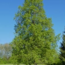 1 Linde (Silcher-Linde)