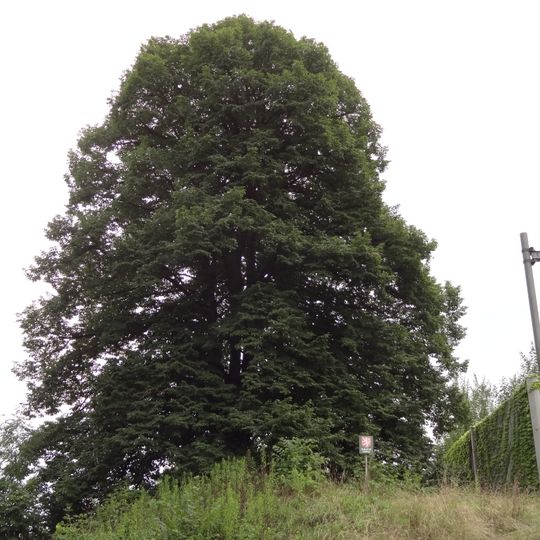 Lípa u Trati v Říčanech