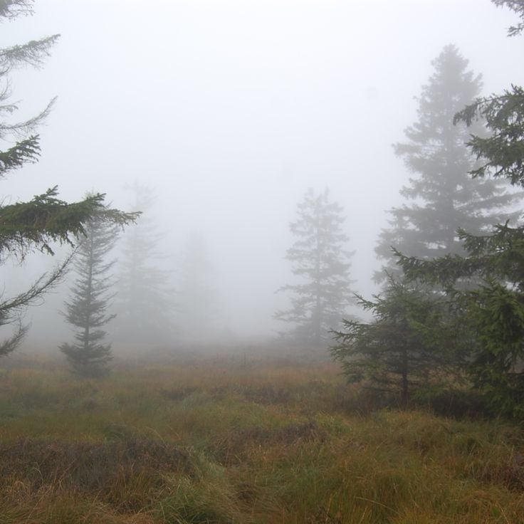 Riserva Naturale delle Hautes Fagnes