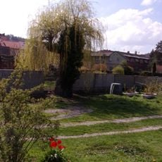 Vrba převislá v Libušíně