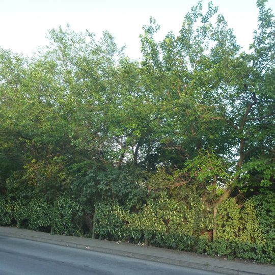 Naturdenkmal Maulbeerbaumgruppe