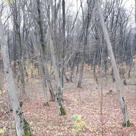 Zwierzyniecki Forest in Białystok