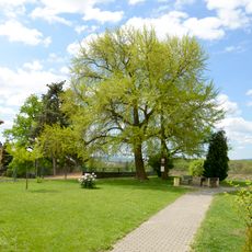 Ginkgo biloba in Litoměřice
