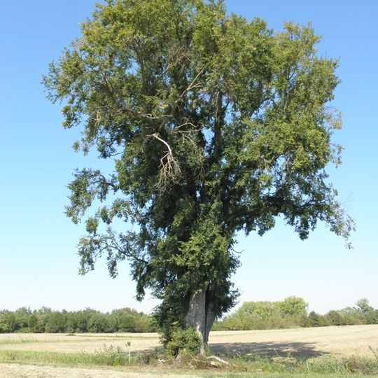 Olmo di Gorgo Dolfin