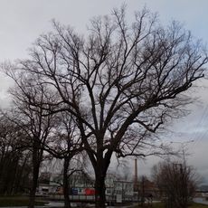 Klatovský dub u Pazderny