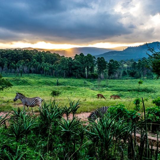 Mlilwane Wildlife Sanctuary