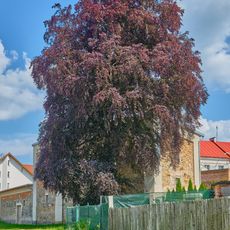 Buk u měšťanského pivovaru v Plané