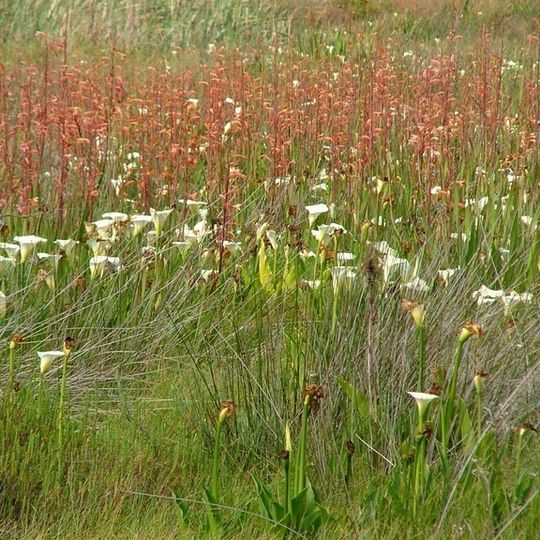 Uitkamp Wetlands
