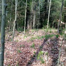 Hergenstadter Wald Roman watchtower