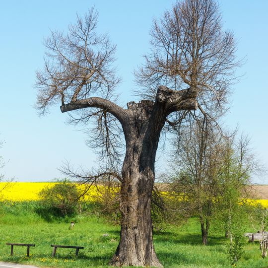 Winterlinde an der Keppritzbrücke