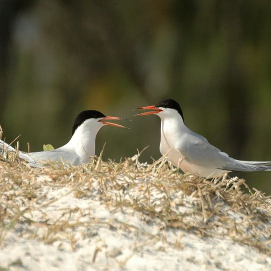 Swain Reefs National Park