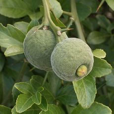 Jardín Botánico de la Facultad de Farmacia de la Universidad de Lille