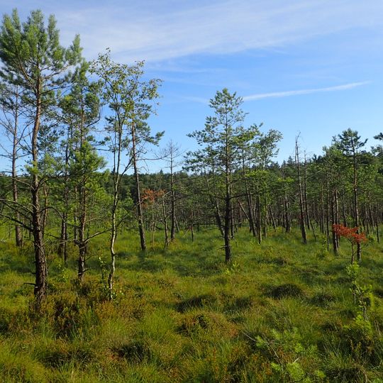 Nature reserve Golczewskie Uroczysko