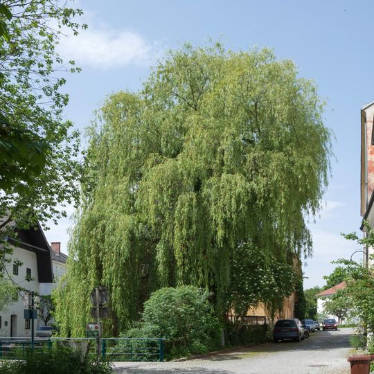 Trauerweide in Steyr
