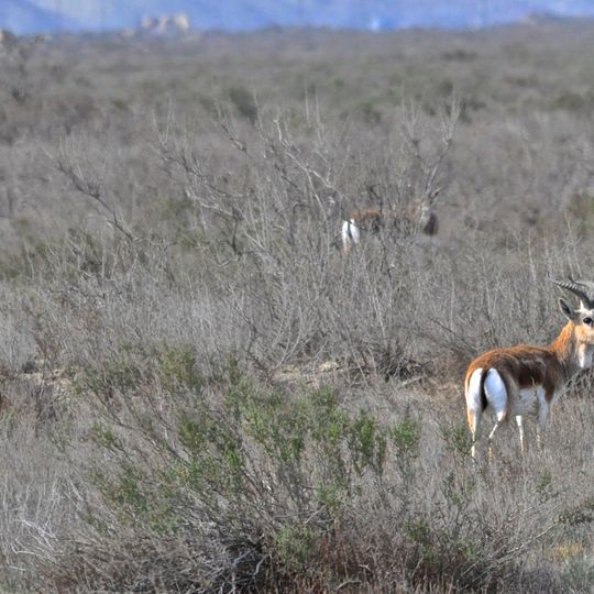 Reserva estatal Shirvan