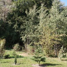 Park leśny, przy domu mieszkalnym