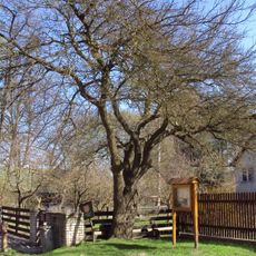 Moruše bílá v Oknech