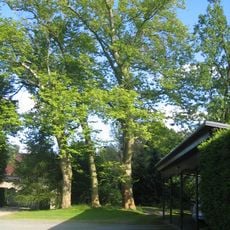Naturdenkmal Platane (Platanus x hispanica) auf einem Grundstück am Parkweg, ca. 80 m nordwestlich der Schlosskapelle, linker Baum in Guteborn