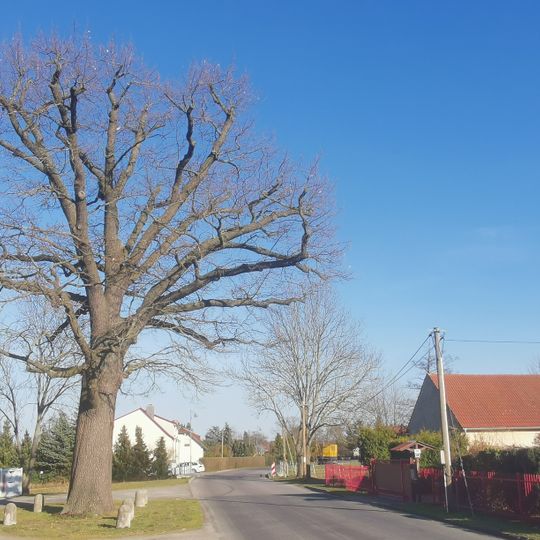 Naturdenkmal Stieleiche Groß Jehser