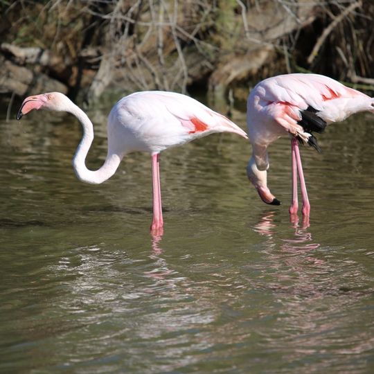 Parc Ornithologique de Pont de Gau
